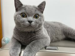 -lincat·猫舍(广州店)
