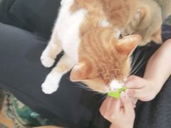 -喵屿·大理花园猫咖