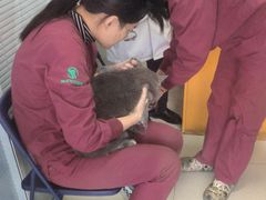 -瑞派福兴宠物医院犬猫全科·骨科·中西医结合(河东店)