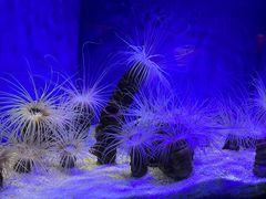 -上海海洋水族馆