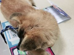 -艾贝尔宠物医院 ·内科全科(梁溪路店)
