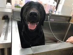 -翊宠yipet猫狗购宠庄园犬舍•猫舍