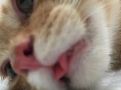 -灵美宠物诊所
