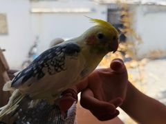 -吉丁鸟咖·异宠·寄养