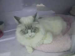 -喵的天空名猫咖啡馆·撸猫·猫舍·用品