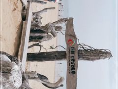 -巨鹏飞梦幻海岸