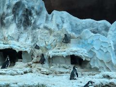 -帝企鹅自助餐厅•儿童岛•真企鹅(长隆企鹅酒店)