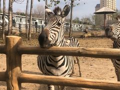 -大连森林动物园