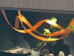 -虹之森·小馆