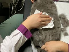 -宠爱国际动物医院·消化内科·心肾内科·ISFM猫友好(望京店)