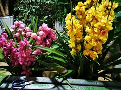 -朝来春花卉市场-东停车场