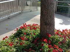 -上海动物园(地铁站)