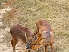 -泉州海丝野生动物世界