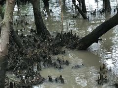 -宝安西湾红树林湿地公园