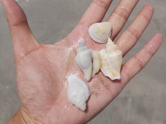 -白沙滩
