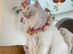 -有猫主题·治愈系猫咖(曾厝垵店)