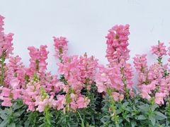 -苏州上方山国家森林公园