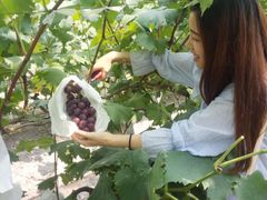 -马陆小张葡萄园农家乐