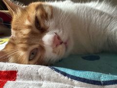 -宠物星动物医院·眼科·异宠·猫科(江南大道总院)