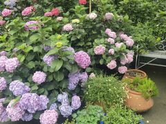 -凤来栖·净庭院·火锅(欧尚店)