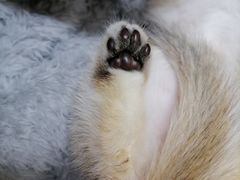 -艾贝尔宠物诊疗