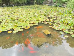 -上海醉白池公园