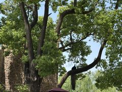 -J Create城市露营咖啡·简餐·宠物(上海动物园店)