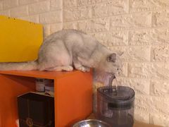 -平行世界·猫咖(首经贸店)