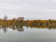 -金塔沙漠胡杨林景区