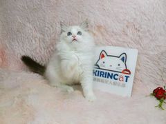 -十年猫舍·猫咪专门店(普陀店)
