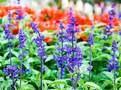 -海心沙亚运公园