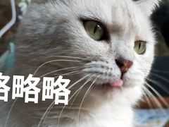 -喵屿·大理花园猫咖