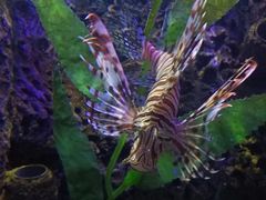 -太平洋海底世界