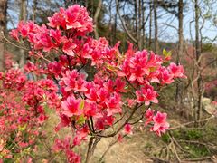 -木兰云雾山