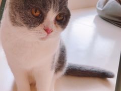 -飞行喵MR PILOT|猫舍·猫咖(静安大融城店)