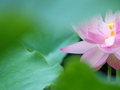 -陈家山荷花公园