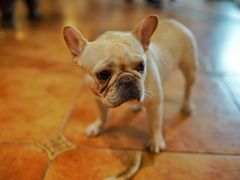 -more than meow吴止猫主题餐厅(承德 中船汇店)