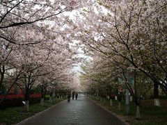 -高东镇樱花园
