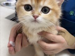 -瑞派康怡24h宠物医院·犬猫医疗中心·微创绝育(瑞景分院)