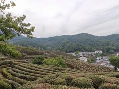 -龙井村