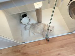 -十月米努特矮脚猫舍