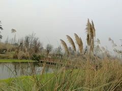 -桤木河湿地公园