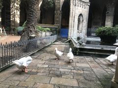 -巴塞罗那主教座堂