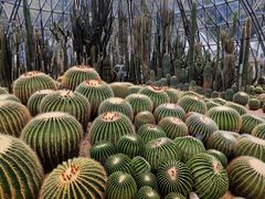 -深圳仙湖植物园