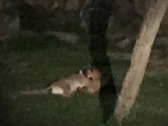 -清迈夜间动物园