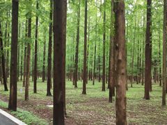 -东平国家森林公园
