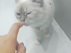 -糯米喵星人·撸猫猫舍咖啡馆(西市场嘉华店)