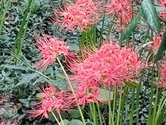 -上海佘山国家森林公园天马山园