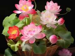 -尚一汤·粤菜海鲜(汇智国际商业中心店)