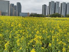 -光明小镇欢乐田园
